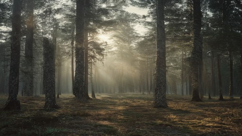 Waldväg med ljusglint genom träden och lugn grön miljö